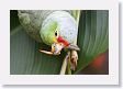LaPaz - 024 * Red-lored Parrot * Red-lored Parrot